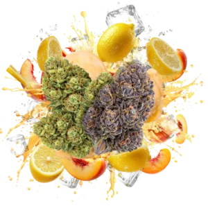 Flav Duo Butterscotch Biscotti & Sunset Cannabis Strains