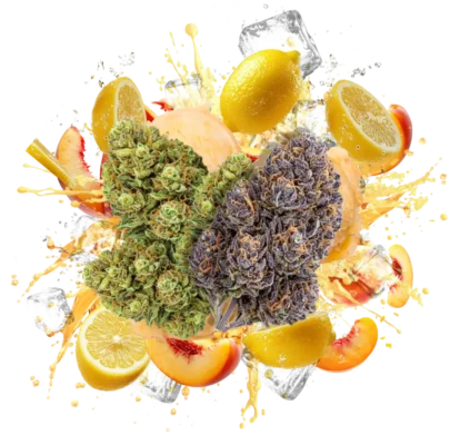 Flav Duo Butterscotch Biscotti & Sunset Cannabis Strains