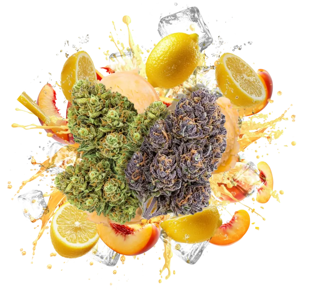 Flav Duo Butterscotch Biscotti & Sunset Cannabis Strains Flav Duo Butterscotch Biscotti & Sunset Cannabis Strains