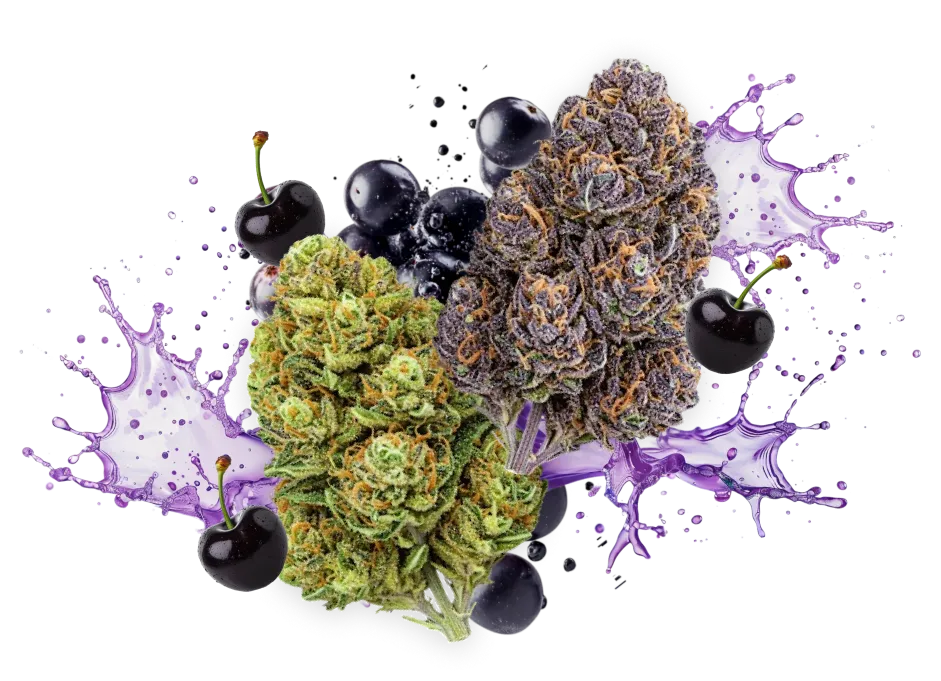 Flav Duos Black Cherry Gelato & Grape Soda Cannabis Strains Flav Duos Black Cherry Gelato & Grape Soda Cannabis Strains
